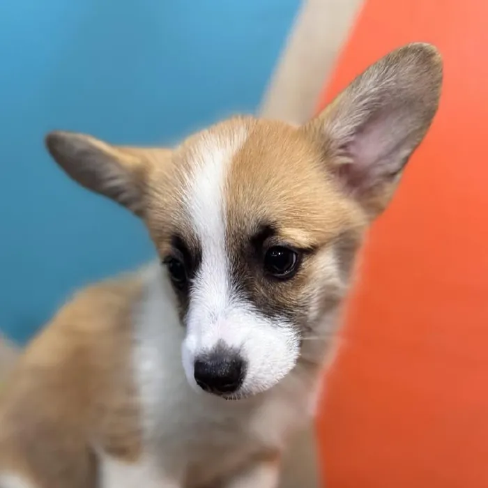 Female Pembroke Welsh Corgi puppy named Carla for sale at Petland Rogers.