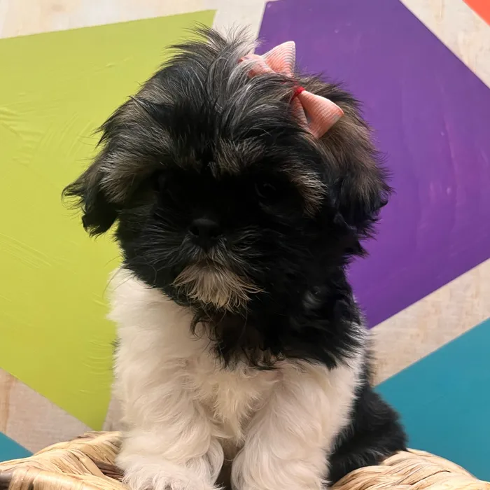 Female Shih Tzu puppy named Rue for sale at Petland Wichita West.