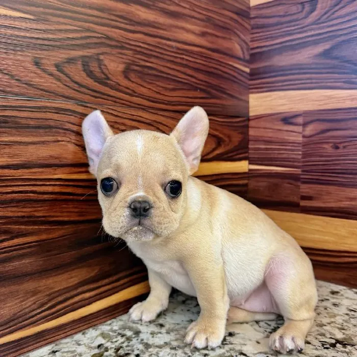 Female French Bulldog puppy named Latte for sale at Petland Joplin.