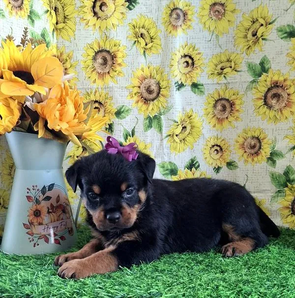 Female Rottweiler puppy for sale at Petland Wichita West.
