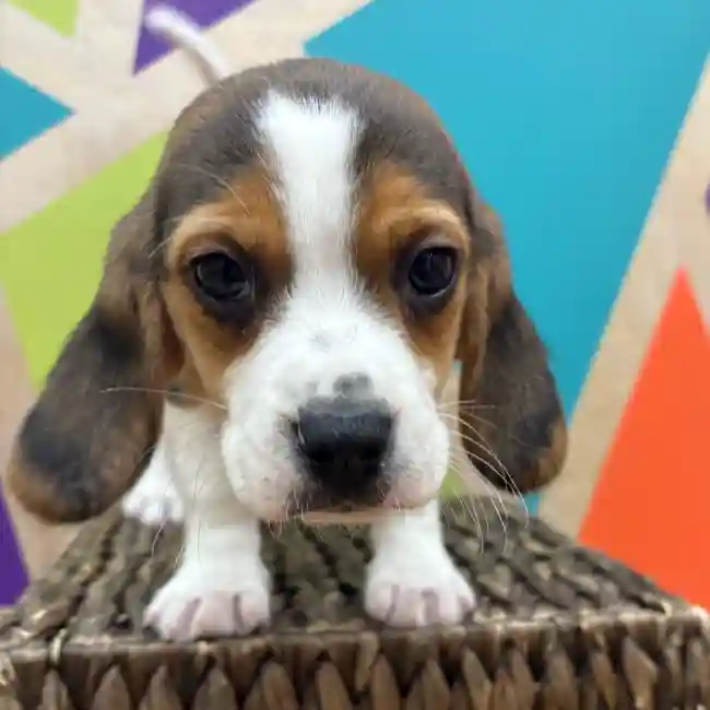 Female Beagle puppy named Phoebe for sale at Petland Wichita West.