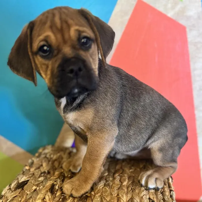 Female Mini Bulldog puppy named Latte for sale at Petland Rogers.