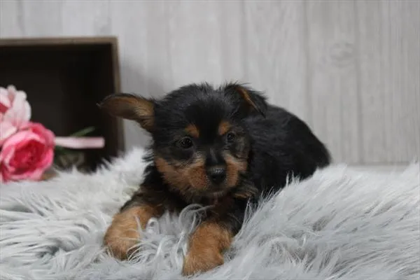 Female Silky Terrier puppy named Sally for sale at Petland Rogers.