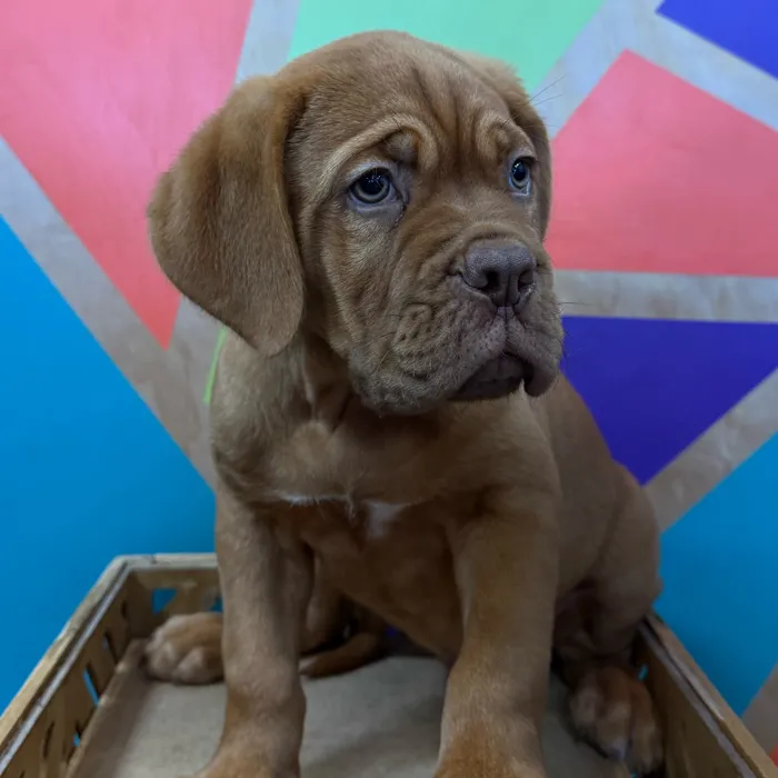 Male Dogue De Bordeaux puppy named Dude for sale at Petland Joplin.