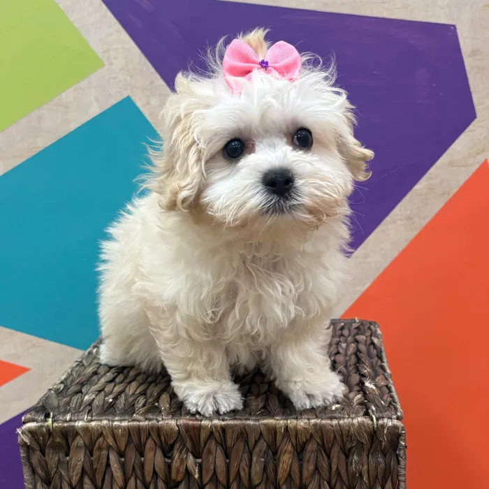 Female Maltipoo puppy named Marsha for sale at Petland Wichita West.