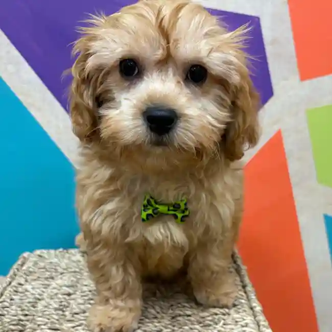 Male Cavapoo puppy named Tobias for sale at Petland Wichita West.