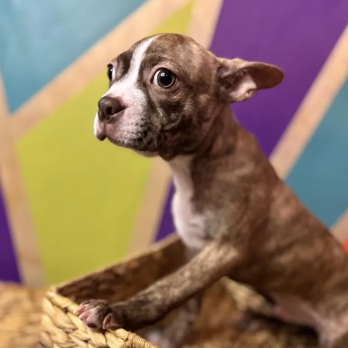 Male Boston Terrier puppy named Barry for sale at Petland Fayetteville.