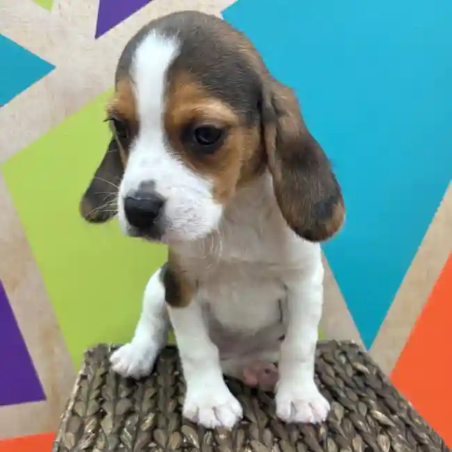 Female Beagle puppy named Phoebe for sale at Petland Wichita West.