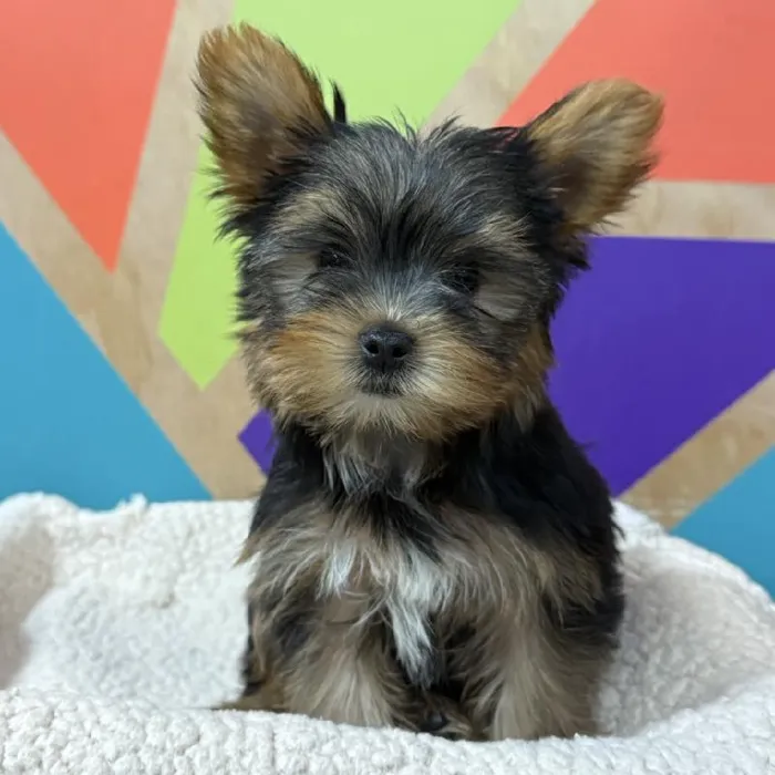 Male Yorkie puppy named Jack for sale at Petland Rogers.