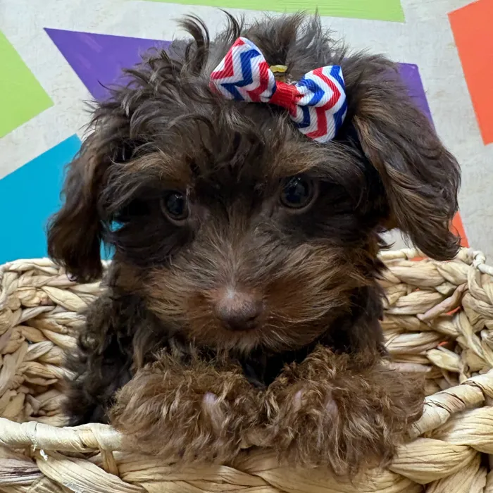 Male Toy Yorkie-Poo puppy named Chocolate Tony for sale at Petland Wichita West.