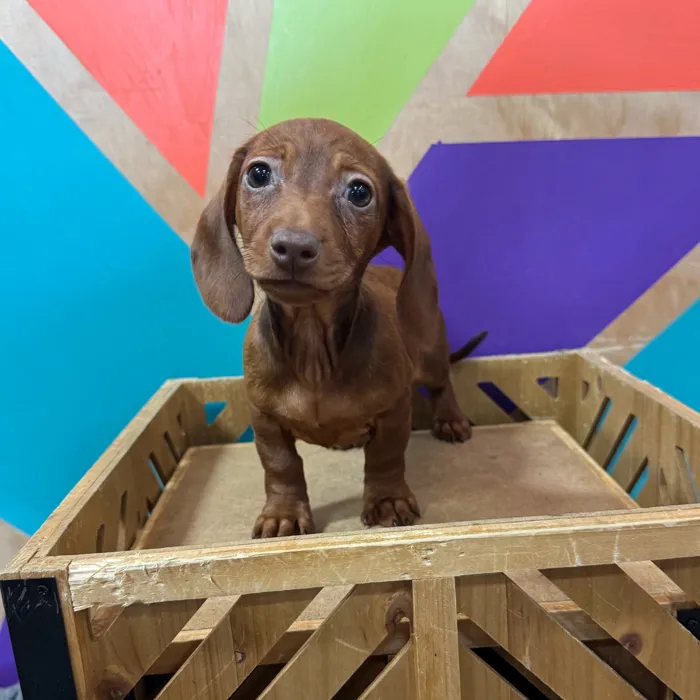 Female Dachshund puppy named Sas for sale at Petland Joplin.
