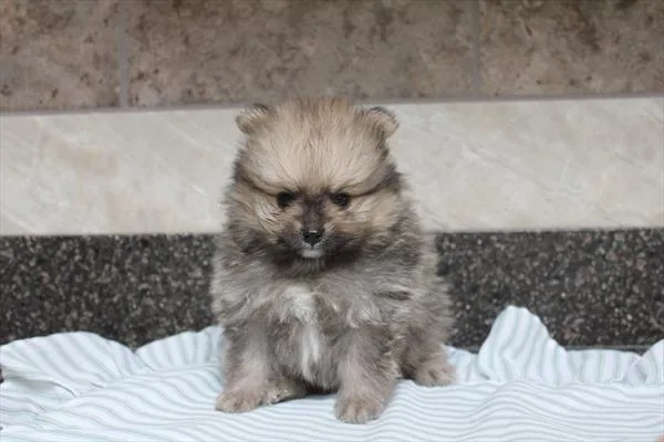 Male Pomeranian puppy named Mouse for sale at Petland Wichita West.