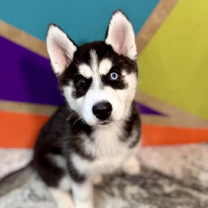 Female Siberian Husky puppy named Helen for sale at Petland Rogers.