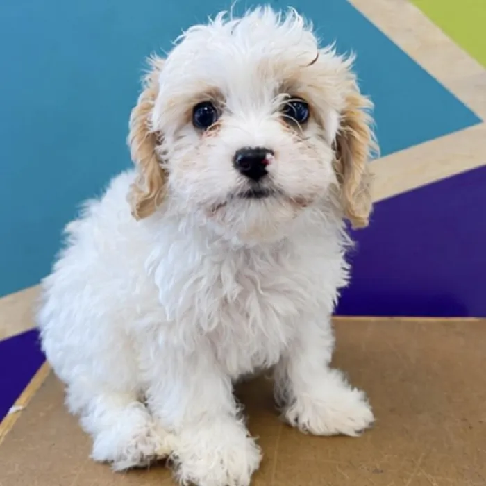 Male Cavachon puppy named Joshua for sale at Petland Fayetteville.