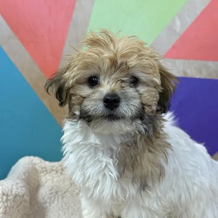 Female Havanese puppy named Kelly for sale at Petland Rogers.