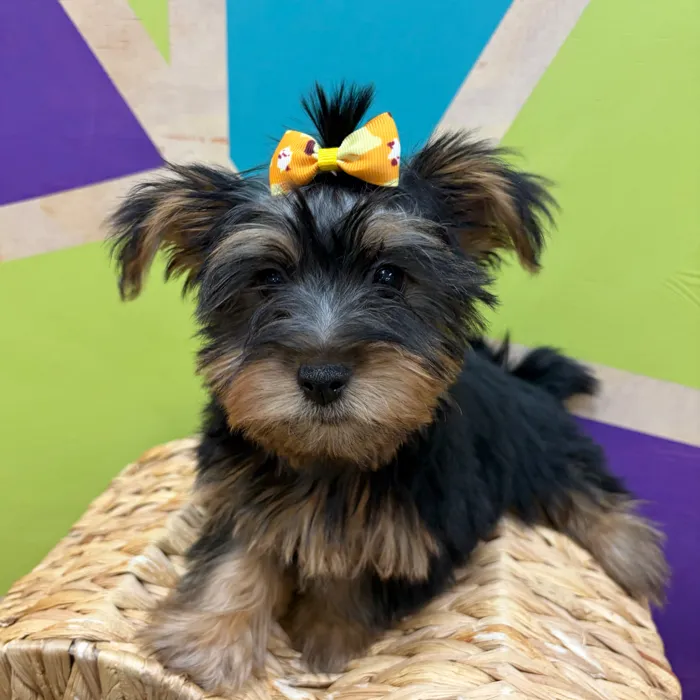 Female Silky Terrier puppy named Scarlet for sale at Petland Wichita West.