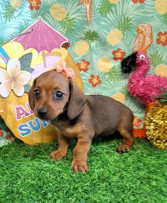 Female Dachshund puppy for sale at Petland Joplin.