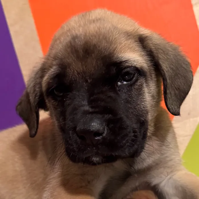 Male English Mastiff puppy named Blossom for sale at Petland Rogers.