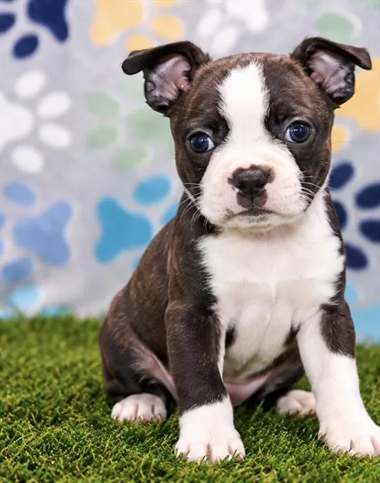 Female Boston Terrier puppy named Georgia for sale at Petland Joplin.