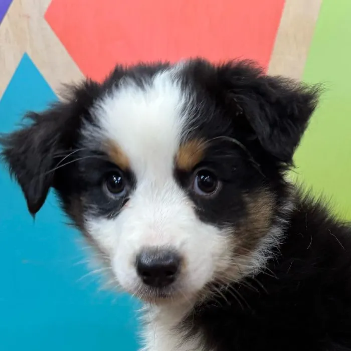 Female Miniature American Shepherd puppy named Aria for sale at Petland Joplin.