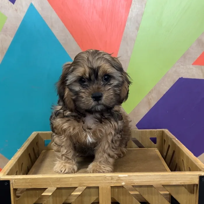 Male Cavatzu puppy named Caviar for sale at Petland Rogers.