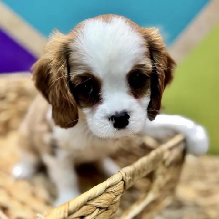 Female Cavalier King Charles Spaniel puppy named Kardi for sale at Petland Rogers.