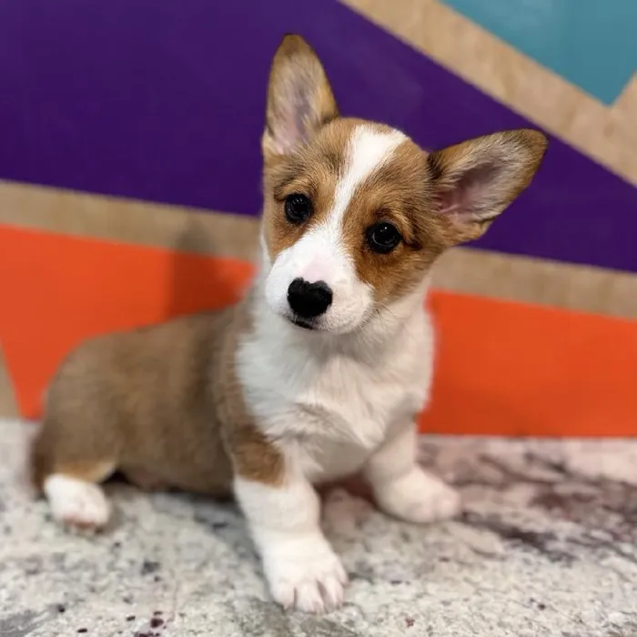 Female Pembroke Welsh Corgi puppy named Missy for sale at Petland Rogers.