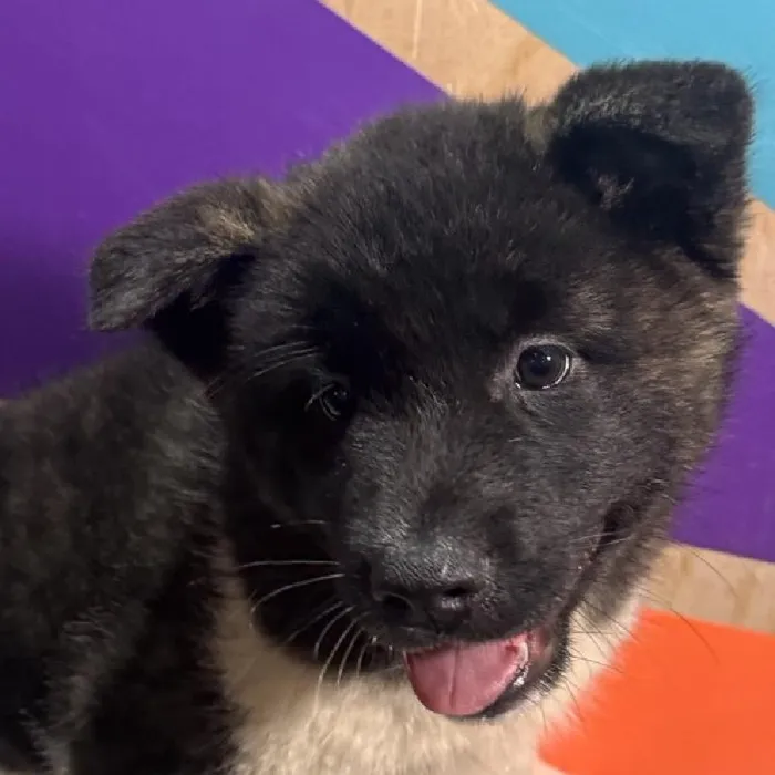 Female Akita puppy named India for sale at Petland Fayetteville.
