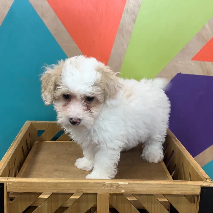 Male Poodle Toy puppy named Pop for sale at Petland Rogers.