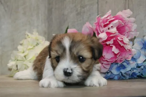 Male Lhasa Apso puppy named Benny for sale at Petland Wichita West.
