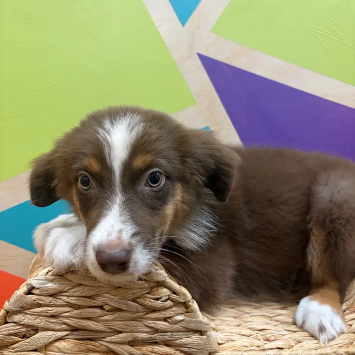 Female Mini Aussie puppy named Ally for sale at Petland Wichita West.