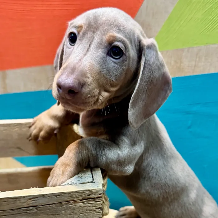 Male Dachshund puppy named Pablo for sale at Petland Fayetteville.