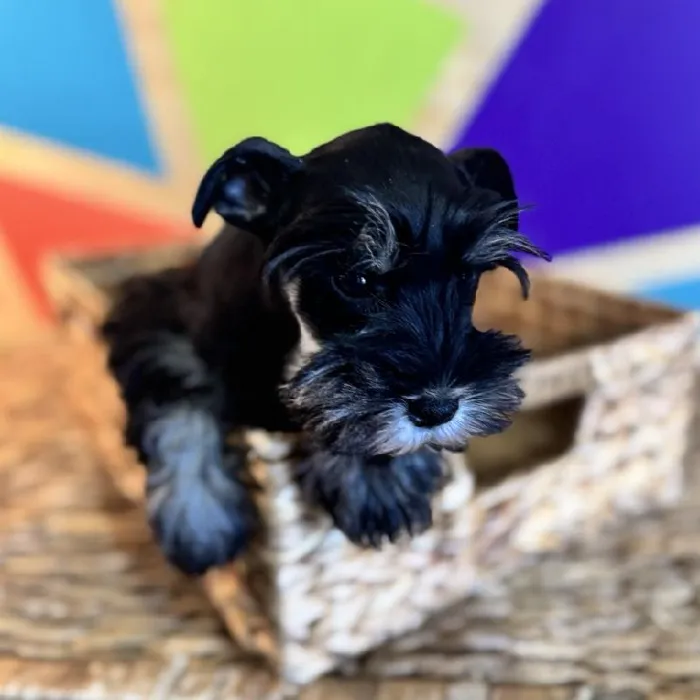 Male Mini Schnauzer puppy named Scott for sale at Petland Rogers.