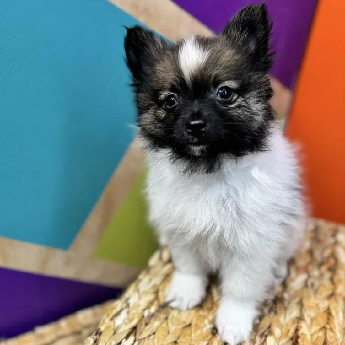 Male Pomeranian puppy named Porter for sale at Petland Joplin.