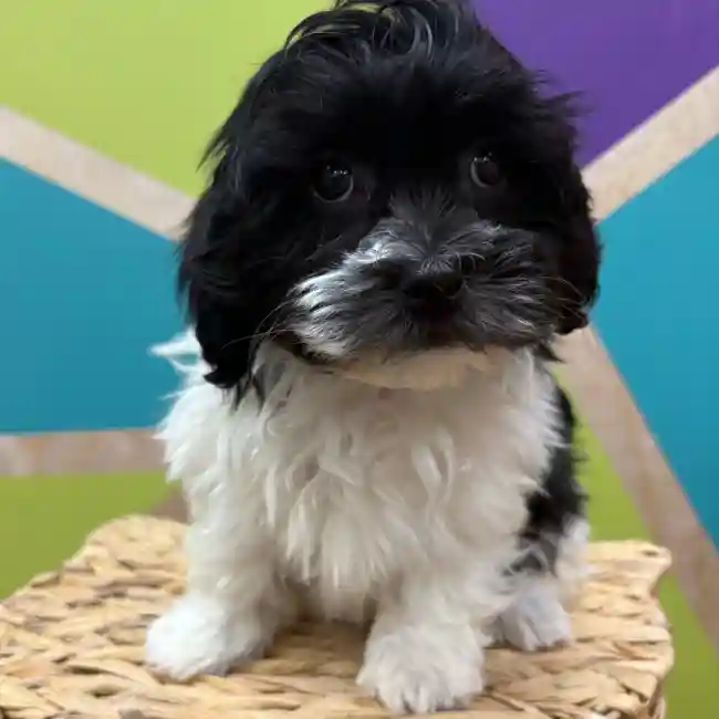 Male Havanese puppy named Javier for sale at Petland Wichita West.