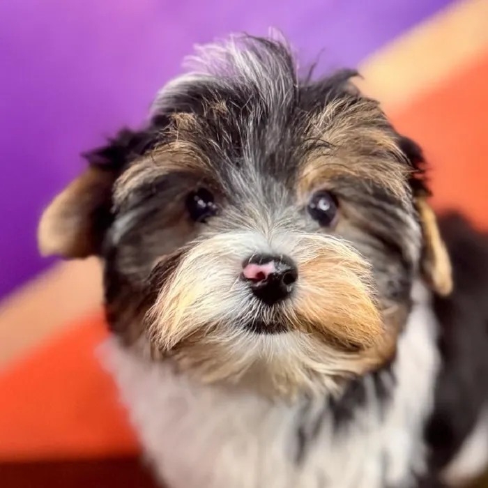 Male Biewer Terrier puppy named Benny for sale at Petland Fayetteville.