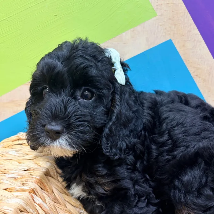Female Cavapoo puppy named Critter for sale at Petland Wichita West.