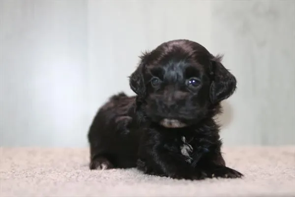 Female Mini Poodle puppy for sale at Petland Joplin.
