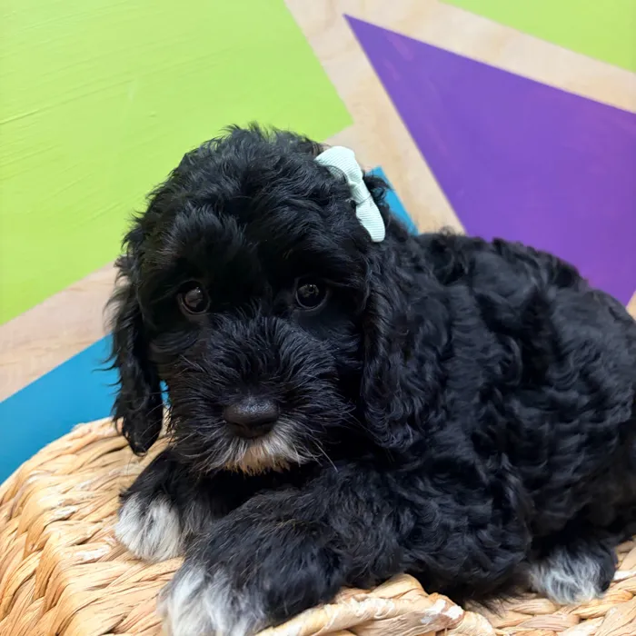 Female Cavapoo puppy named Critter for sale at Petland Wichita West.