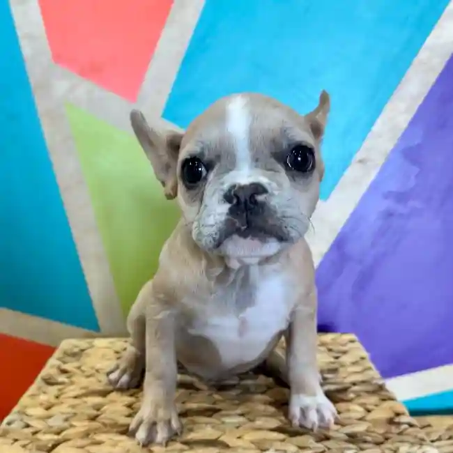 Female French Bulldog puppy named Shirley for sale at Petland Rogers.