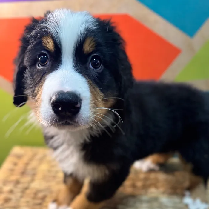 Male Bernese Mountain Dog puppy named Benny for sale at Petland Rogers.