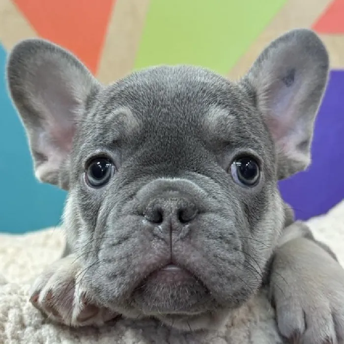 Male French Bulldog puppy named Pierre for sale at Petland Rogers.