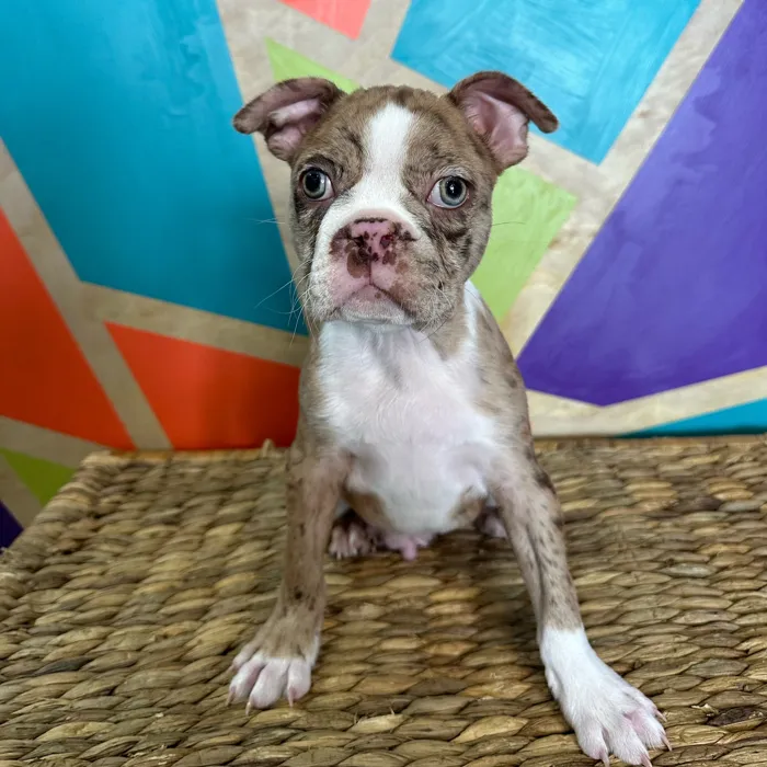 Female Boston Terrier puppy named Chex for sale at Petland Joplin.