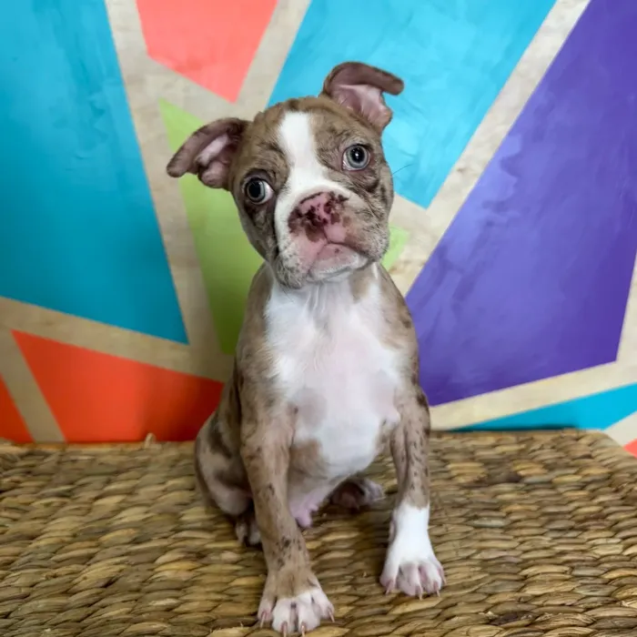 Female Boston Terrier puppy named Chex for sale at Petland Joplin.