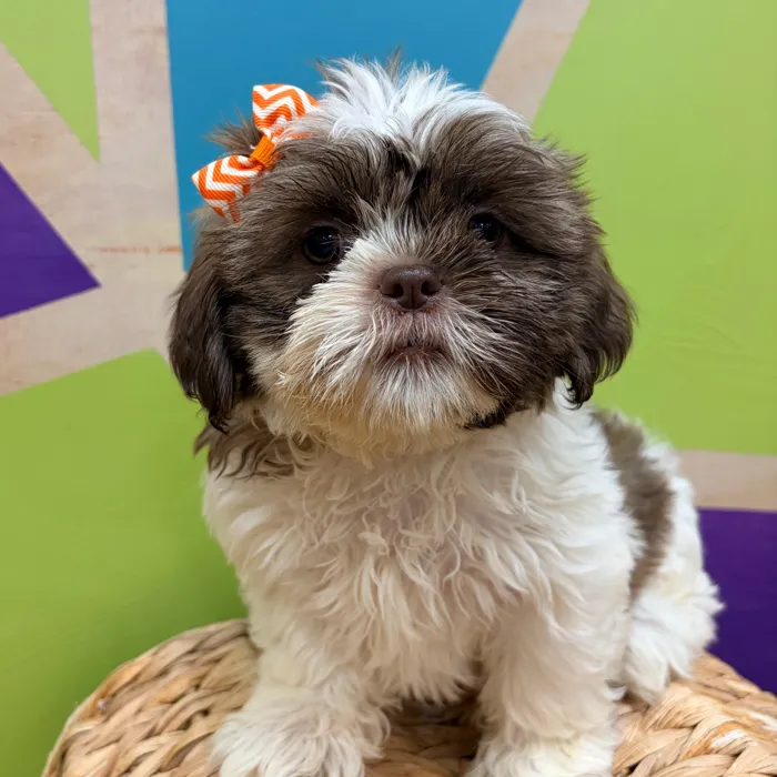 Female Shih Tzu puppy named Carly for sale at Petland Wichita West.