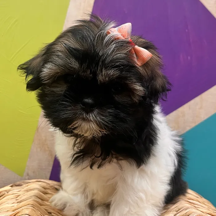Female Shih Tzu puppy named Rue for sale at Petland Wichita West.