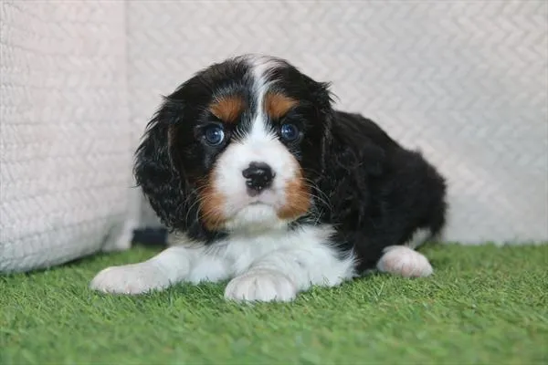Male Cavalier King Charles Spaniel puppy for sale at Petland Rogers.