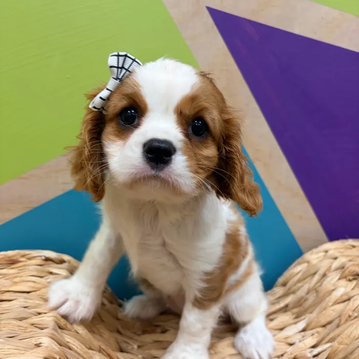 Female Cavalier King Charles Spaniel puppy named Phylis for sale at Petland Wichita West.