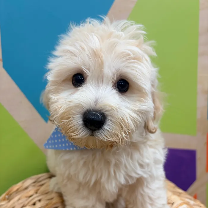 Male Maltipoo puppy named Edwin for sale at Petland Wichita West.