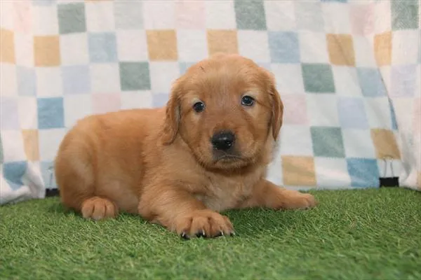 Male Golden Retriever puppy for sale at Petland Joplin.